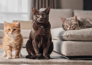 Quantos anos o seu gatinho tem? Aprenda a fazer o cálculo da idade dos gatos em anos humanos