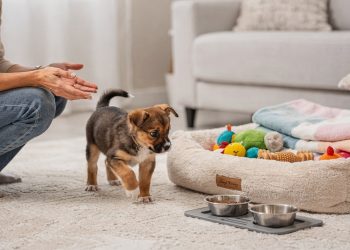 As primeiras 48 horas com um filhote definem como ele vai se sentir na nova casa