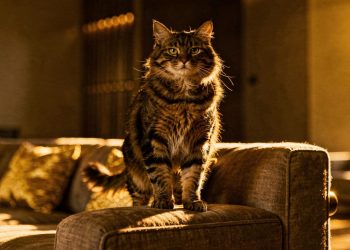 Cinco nomes para gatos cheios de personalidade inspirados em personagens do cinema