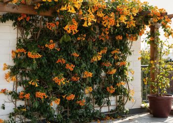 A planta rústica que transforma varandas e muros em um espetáculo de flores com pouquíssimo cuidado