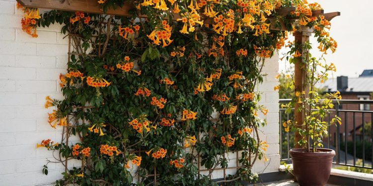 A planta rústica que transforma varandas e muros em um espetáculo de flores com pouquíssimo cuidado