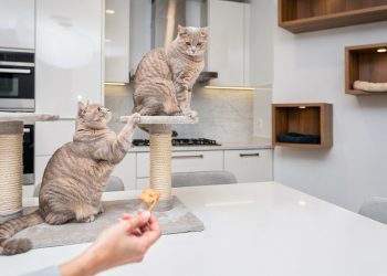 Adeus gato na mesa: 5 estratégias eficazes para afastar seu felino sem broncas ou castigos