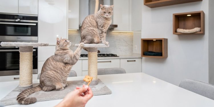 Adeus gato na mesa: 5 estratégias eficazes para afastar seu felino sem broncas ou castigos
