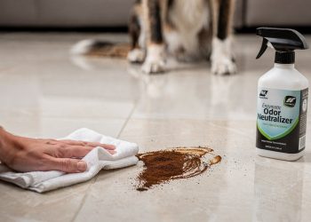Cheiro de xixi de cachorro? A tática surpreendente com café que elimina o cheiro de vez