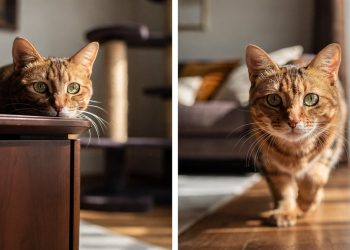 Não é vingança: especialistas explicam por que os gatos agem como se estivessem “de mal”