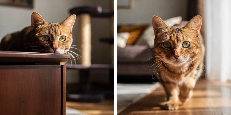 Não é vingança: especialistas explicam por que os gatos agem como se estivessem “de mal”