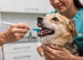 O mau hálito em cães e gatos nem sempre é só alimentação