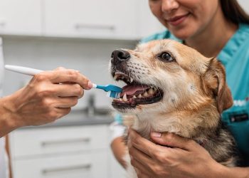 O mau hálito em cães e gatos nem sempre é só alimentação