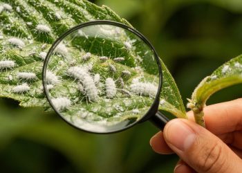 Como identificar e eliminar pragas nas plantas antes que se espalhem