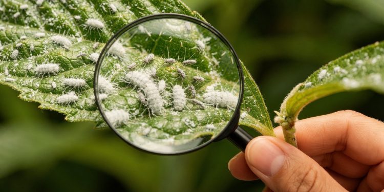Como identificar e eliminar pragas nas plantas antes que se espalhem