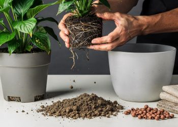 Sua planta parou de crescer? O problema pode estar no vaso