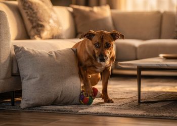 Instinto ou tédio? Aprenda por que pets escondem objetos pela casa e como evitar