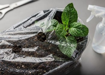 Plástico filme em vasos de flores reduz estresse hídrico e ajuda no enraizamento