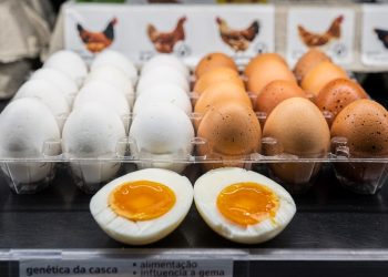Afinal, existe alguma diferença entre os ovos brancos e marrons das galinhas?