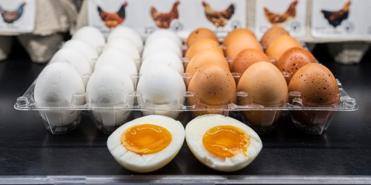 Afinal, existe alguma diferença entre os ovos brancos e marrons das galinhas?