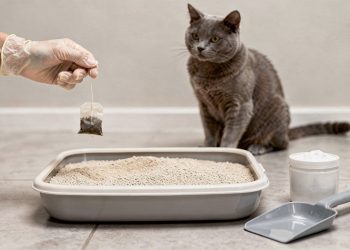 Saquinho de chá na caixa de areia do gato parece inofensivo, mas pode causar intoxicação