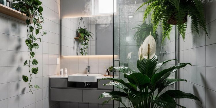 As 3 plantas que deixam o seu banheiro mais elegante e ajudam a eliminar o mau cheiro