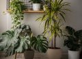 Estas plantas de interior se adaptam bem e renovam o ambiente sem dar trabalho