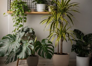 Estas plantas de interior se adaptam bem e renovam o ambiente sem dar trabalho