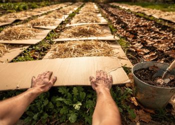 Eles trocaram o plástico por papelão e aprenderam 6 formas de turbinar a horta: controlar mato, proteger do frio, atrair minhocas e muito mais