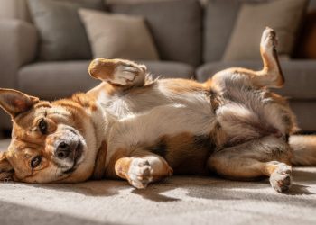 Especialistas revelam o que seu cachorro realmente quer dizer quando mostra a barriga