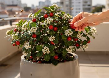 A árvore compacta que decora, perfuma e dá frutas durante todas as estações
