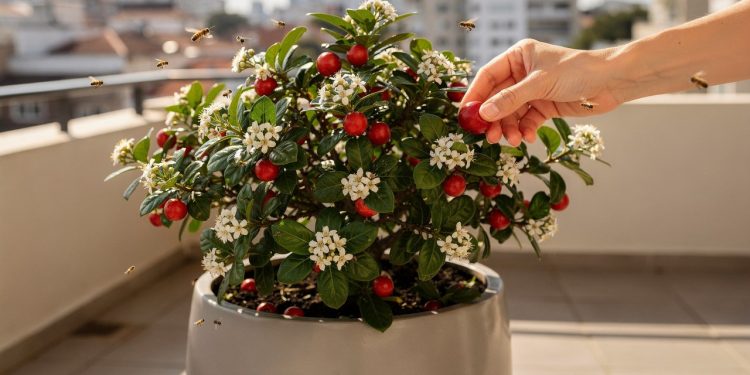 A árvore compacta que decora, perfuma e dá frutas durante todas as estações