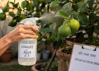 Borrifar vinagre no pé de limão: para que serve e com que frequência fazer?