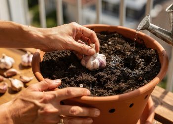 Chega de comprar alho: aprenda como cultivar o seu próprio tempero em casa