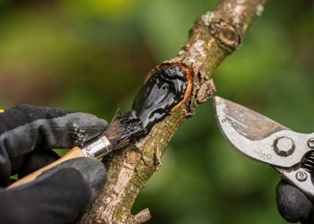 Fungos e bactérias nas plantas? Aprenda a criar a pasta cicatrizante que sela os cortes de poda e previne doenças
