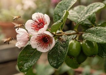 Além de rico em fibras, esse fruto dá flores ornamentais e perfumadas para o jardim
