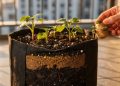Você não precisa de terra para ter uma horta: aprenda o método para plantar batata em sacos plásticos em casa