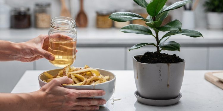 Essa mistura de cascas de batata com vinagre vai revolucionar a forma como você cuida das plantas