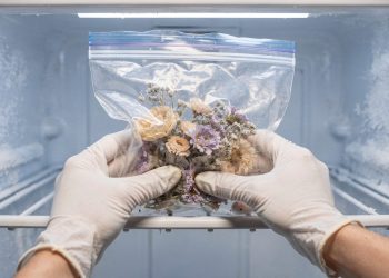 Colocar flores secas no congelador elimina insetos e protege sua decoração sem químicos