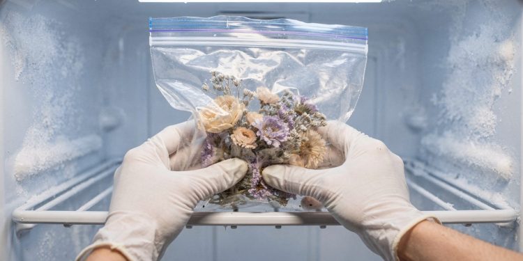 Colocar flores secas no congelador elimina insetos e protege sua decoração sem químicos