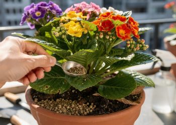 Essa mistura caseira com 2 ingredientes faz suas plantas florirem como nunca em poucas semanas