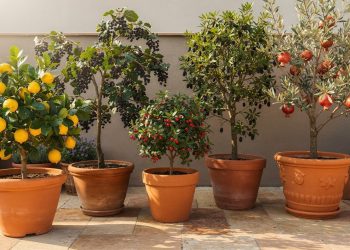 As 5 melhores árvores frutíferas para ter sombra e frutas em casa sem nenhum esforço