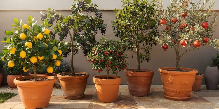 As 5 melhores árvores frutíferas para ter sombra e frutas em casa sem nenhum esforço