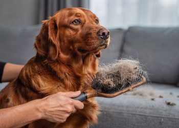 Queda de pelos em cães e gatos nem sempre é normal e pode esconder algo sério