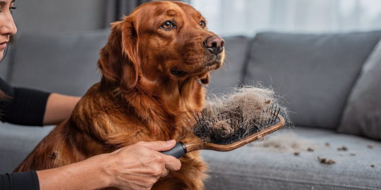 Queda de pelos em cães e gatos nem sempre é normal e pode esconder algo sério