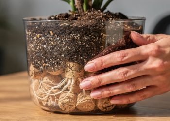 Não jogue fora: aprenda como usar rolhas de vinho no jardim para suas plantas crescerem mais fortes