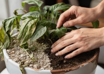 Planta murchando de repente costuma indicar problema na água