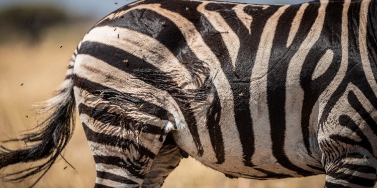 O verdadeiro motivo das zebras terem listras vai mudar tudo o que você aprendeu na escola