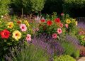 Plantas que florescem sozinhas no verão e não exigem muito cuidado