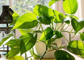 Essa planta quase indestrutível é perfeita para quem quer começar um cantinho verde com estilo
