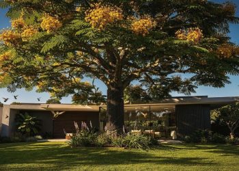 Esta árvore começou como um simples graveto e hoje é a rainha do jardim