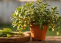 A planta que é quase um multivitamínico natural: como cultivar ora-pro-nóbis em vasos e usar na cozinha