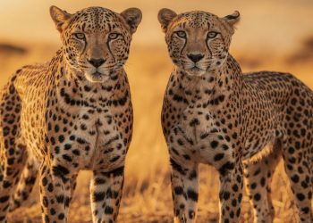 Um escala árvores, o outro corre como um foguete: aprenda as diferenças entre os leopardos e os guepardos
