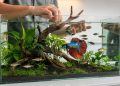 Evite brigas no seu aquário: aprenda quais espécies de peixes nunca misturar com o Betta