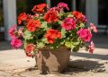 Essas 6 plantas amam sol forte e mantêm o seu jardim colorido no verão